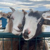 Entry image for Merry and Pippin