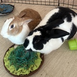 Entry image for Sunny and Juicy