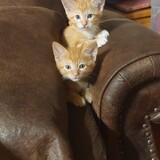 Entry image for Chewy and Solo