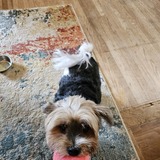 Entry image for Kostbar