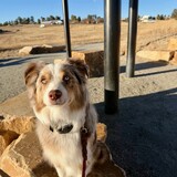 Entry image for Koda