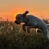 Entry image for Marlie