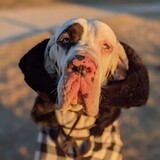 Entry image for Norman