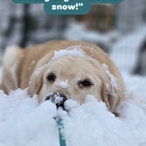 Entry image for Maizey