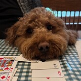 Entry image for Mugsy