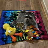 Entry image for Rudy