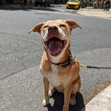 Entry image for Siren