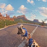 Entry image for Punky & Franky