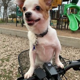 Entry image for Abby Cadabby