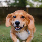 Entry image for Saki