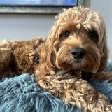 Entry image for Koko