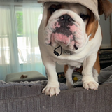 Entry image for Wilbur