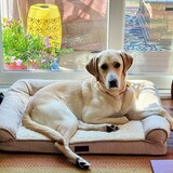 Entry image for Milo