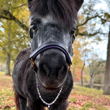 Entry image for Middy, “Midnight Snack Attack”