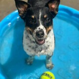 Entry image for Calliope "Cali" Torres 