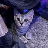 Entry image for Silver