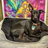 Entry image for Mirabelle