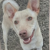 Entry image for Tori