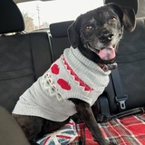 Entry image for Pippin