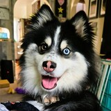 Entry image for Echo