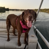 Entry image for Hershey