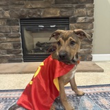 Entry image for Cedar