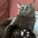 Entry image for Bean