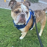 Entry image for Blue Porkchop