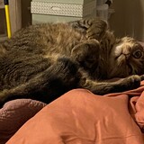 Entry image for Mason