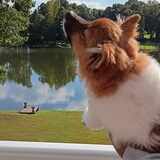 Entry image for Prince