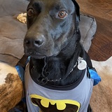 Entry image for Thor