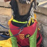 Entry image for Scrappy