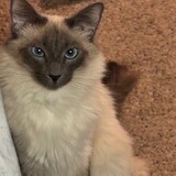 Entry image for Ruby Doo Nickell