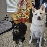 Entry image for Miska & Sky