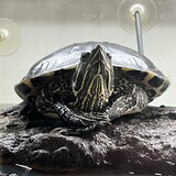 Entry image for Henry