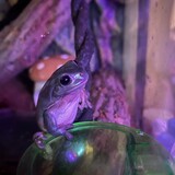 Entry image for Simon