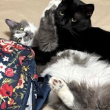 Entry image for Charlie and Sophie