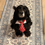 Entry image for Walter