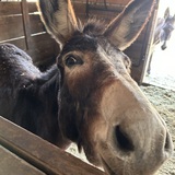 Entry image for Beatrice