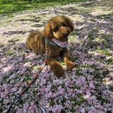 Entry image for Penny Bramlet