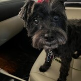 Entry image for Iris