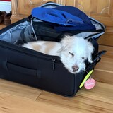 Entry image for Ollie