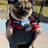 Entry image for Chino