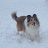 Entry image for Dutton