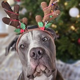 Entry image for Bohdi