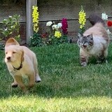 Entry image for Stella & Fido