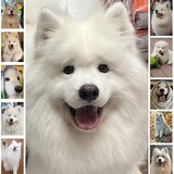 Entry image for Koda