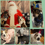 Entry image for Buddy and Ruby