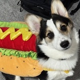 Entry image for Dooby (Sir Doobert Scoobert)