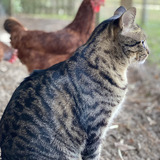 Entry image for Kitty Chick